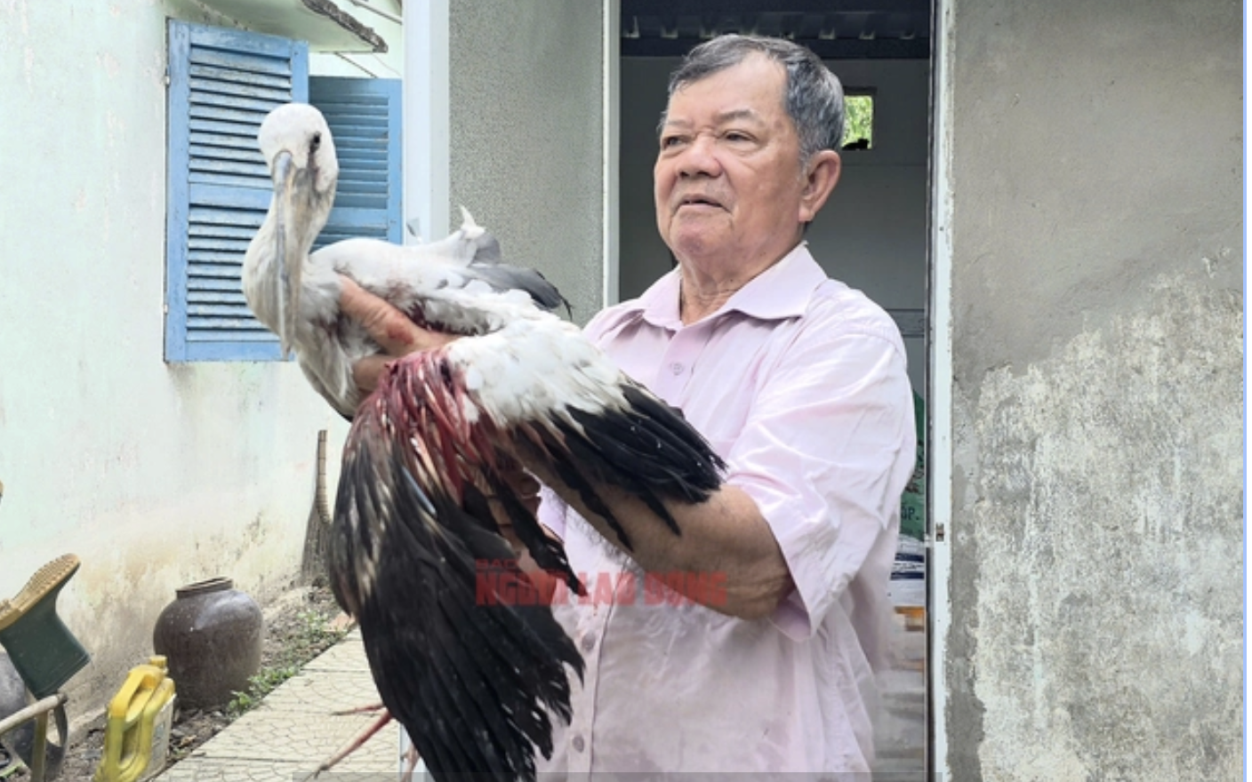 Vườn chim của lão nông 80 tuổi trước nguy cơ "xoá sổ", Chủ tịch tỉnh Vĩnh Long chỉ đạo "nóng"