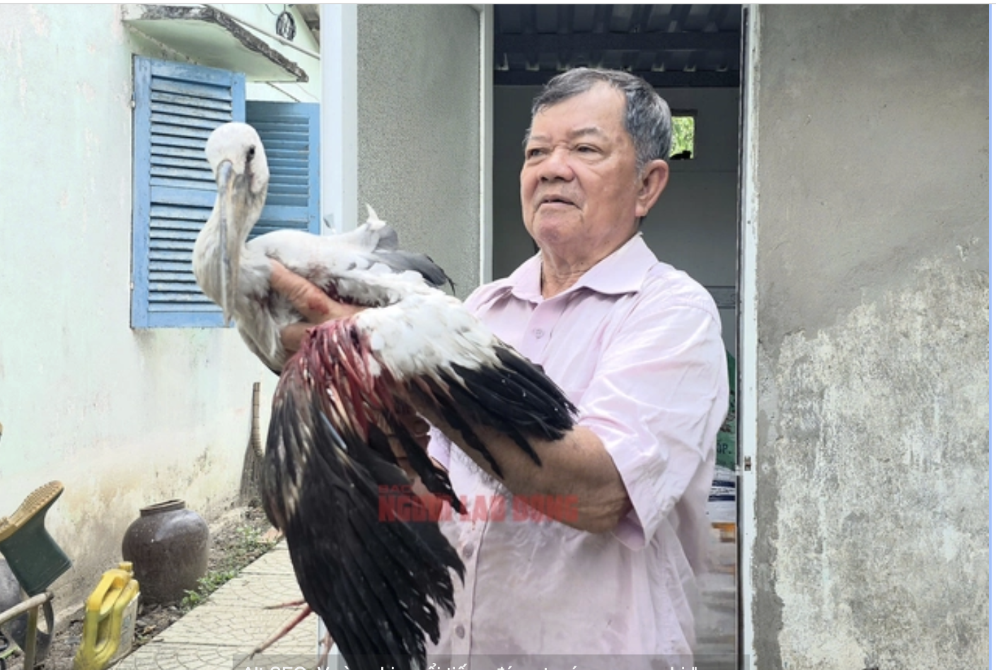 Vĩnh Long: Cứu đàn cò ốc qúy hiếm giữa hiểm họa săn trộm - Ảnh 11.