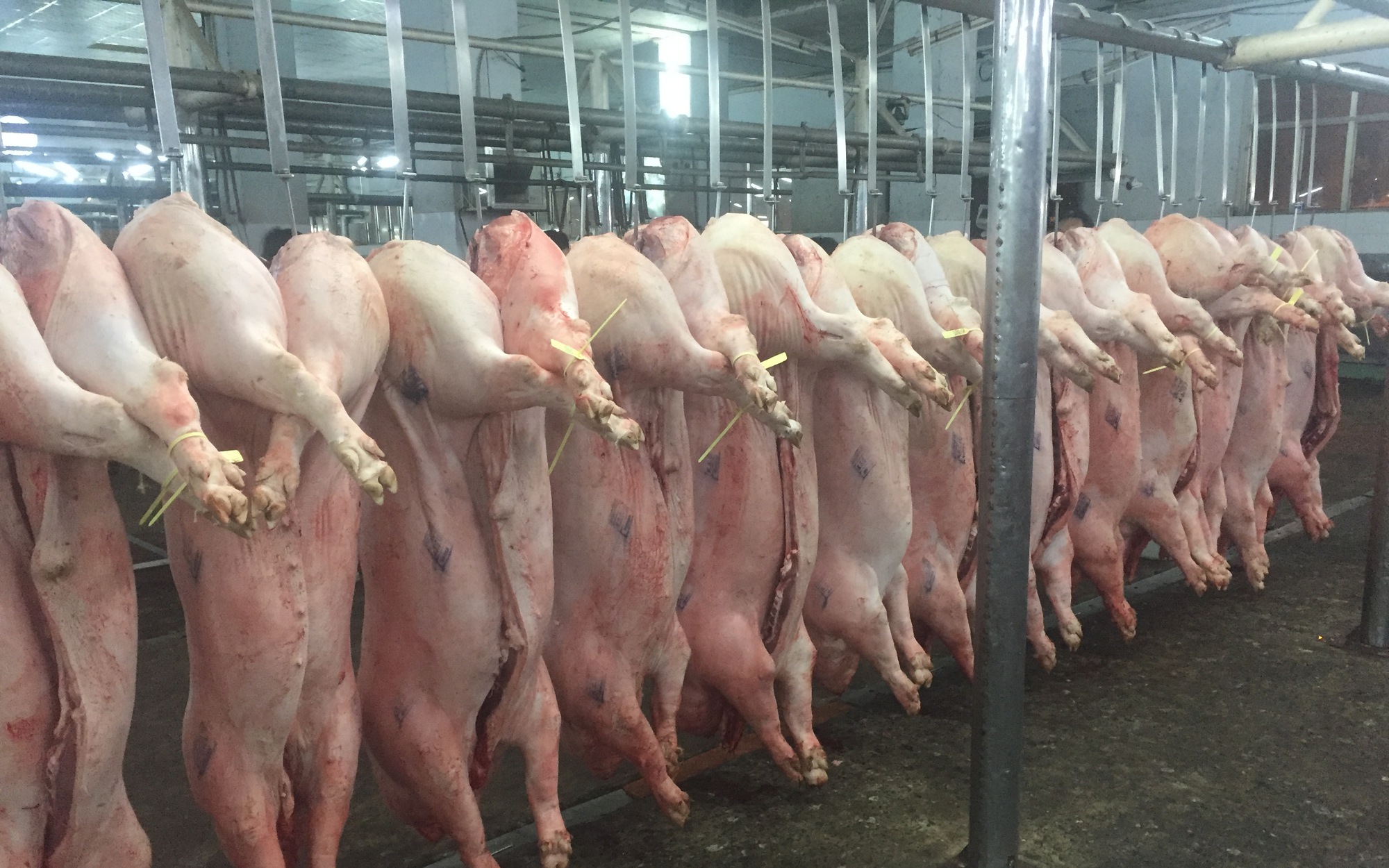 Giá heo hơi hôm nay, 17-5: Chợ đầu mối giảm đáng kể