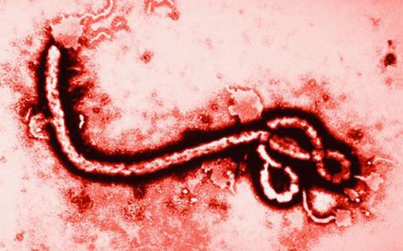 WHO nâng mức cảnh báo dịch Ebola lên khẩn cấp, Bộ Y tế lên tiếng