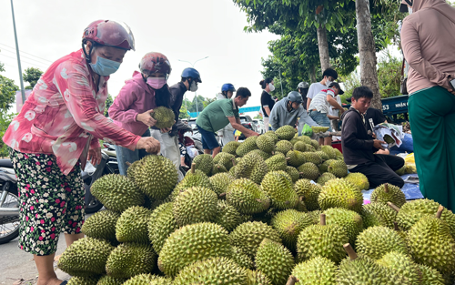 Sầu riêng lấy lại đà tăng giá