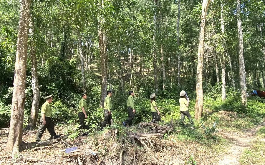 Gia Lai “gom” 29 ban quản lý rừng phòng hộ về một đầu mối