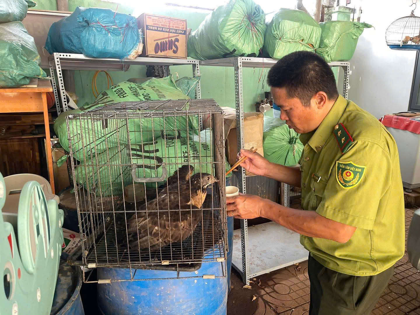 Người d&acirc;n Đắk Lắk giao nộp động vật q&uacute;y hiếm t&ecirc; t&ecirc; Java v&agrave; chim diều hoa Miến Điện - Ảnh 2.