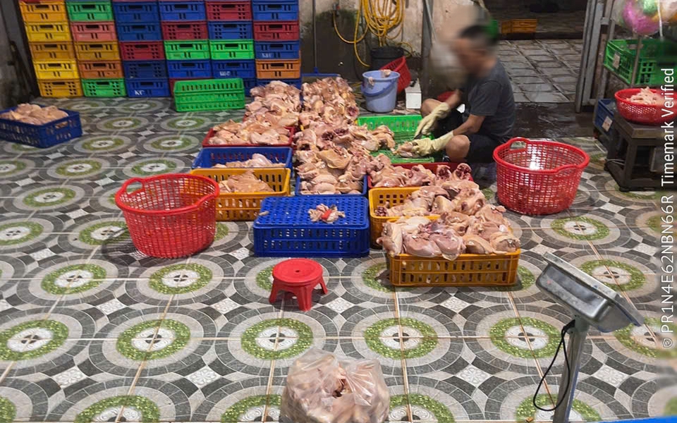 TPHCM phát hiện cơ sở giết mổ gia cầm hoạt động “chui” lúc gần 3 giờ sáng