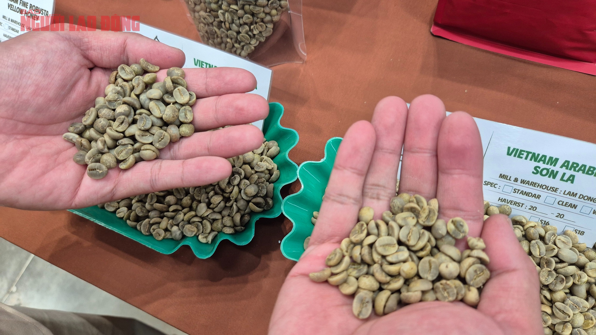 Gi&aacute; c&agrave; ph&ecirc; h&ocirc;m nay 24 - 5: T&igrave;nh h&igrave;nh thị trường Arabica tại Việt Nam 2026 - Ảnh 2.