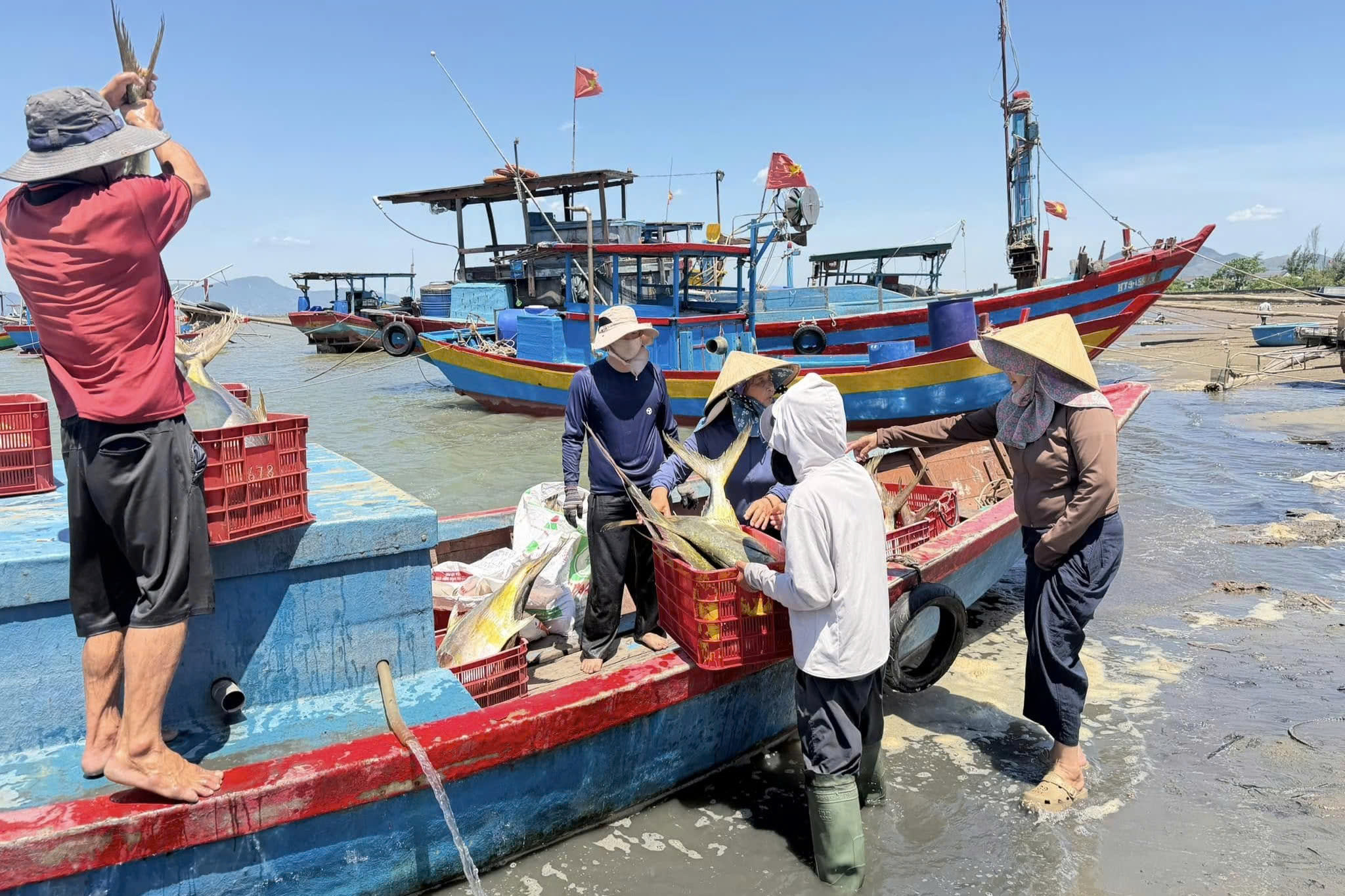 Ngư dân phấn khởi khi trúng đậm “lộc biển” - Ảnh 5.
