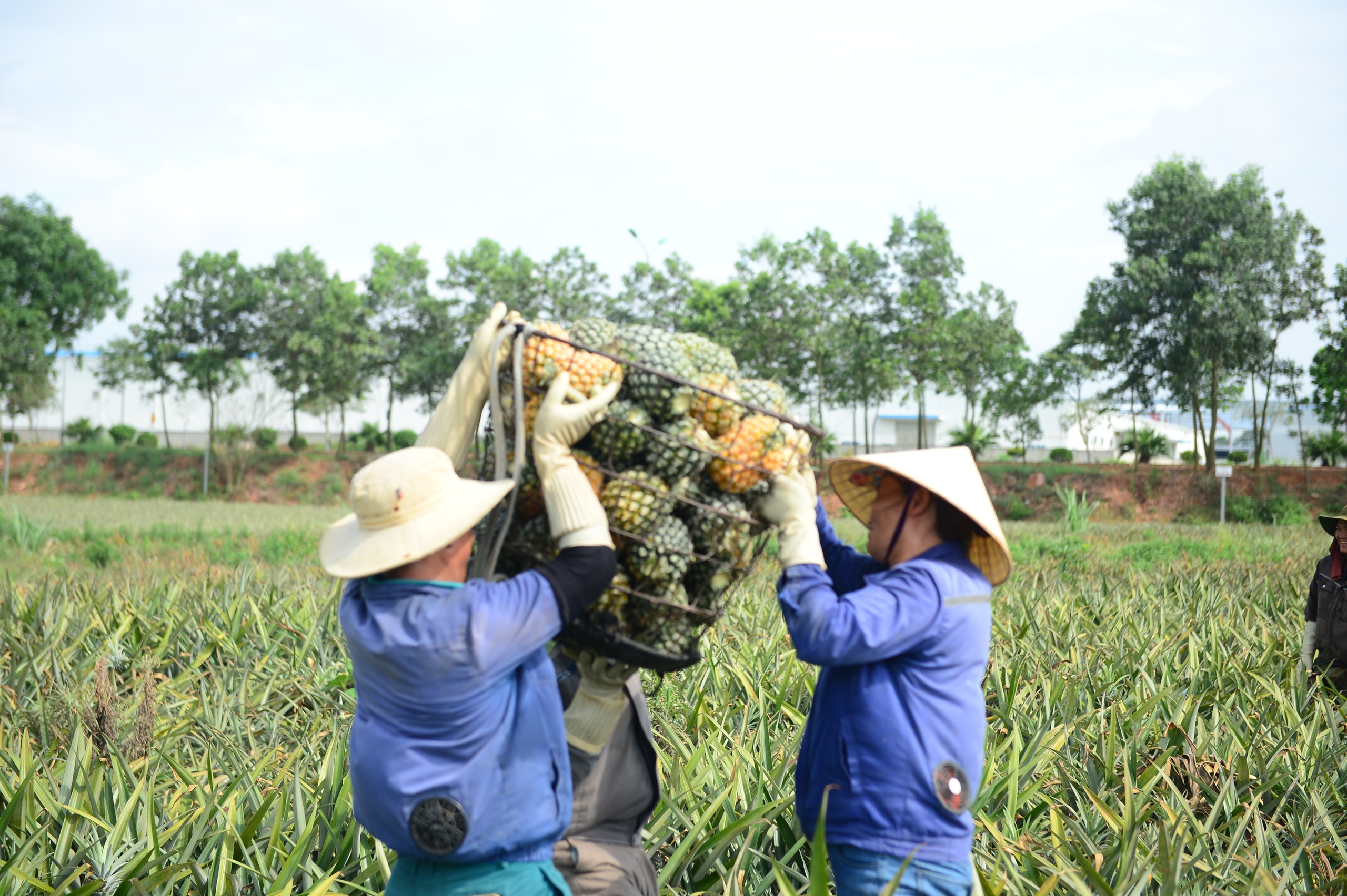 Nông dân mưu sinh trên đồng ruộng nắng chang chang - Ảnh 6.