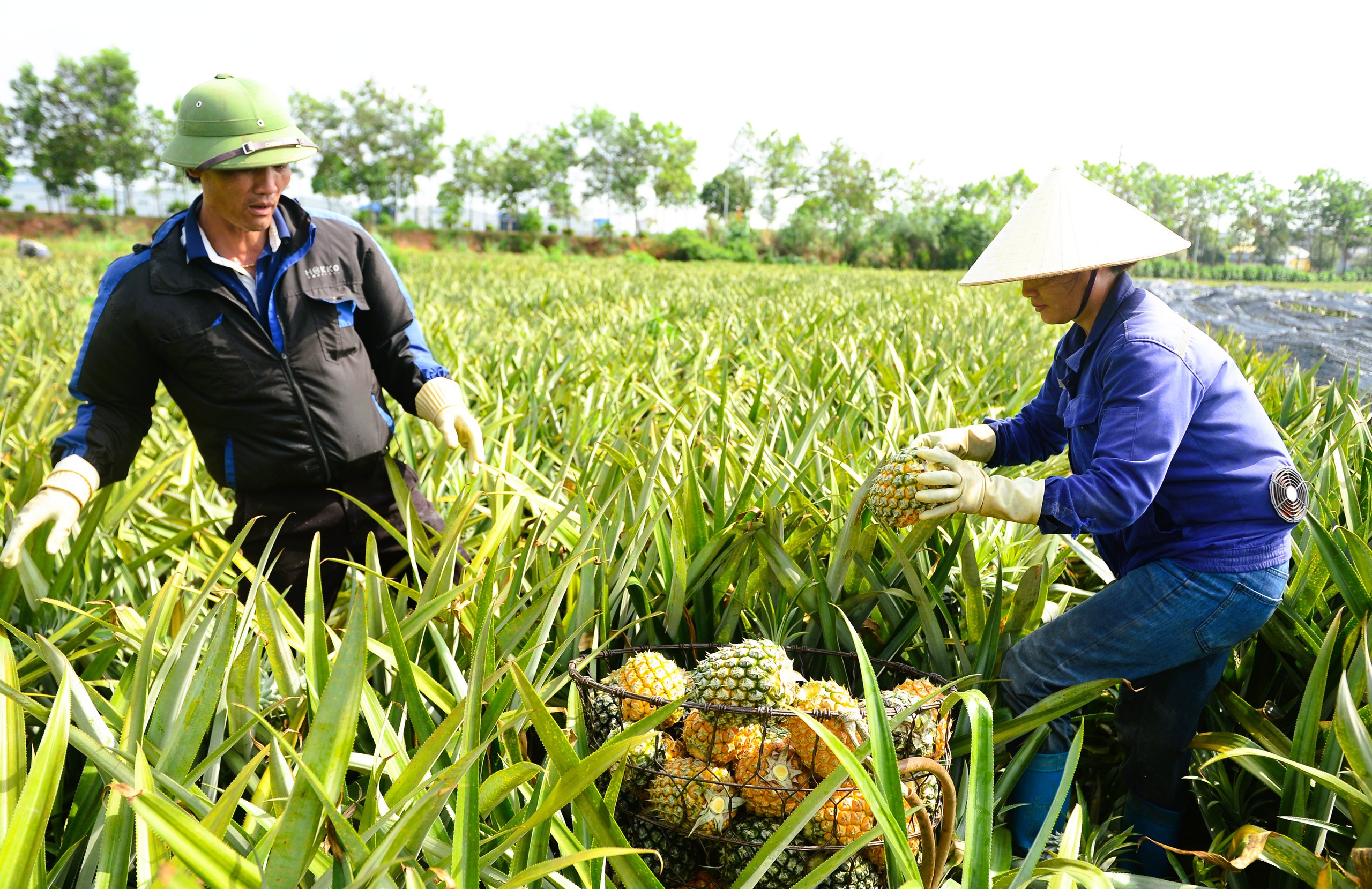 Nông dân mưu sinh trên đồng ruộng nắng chang chang - Ảnh 3.