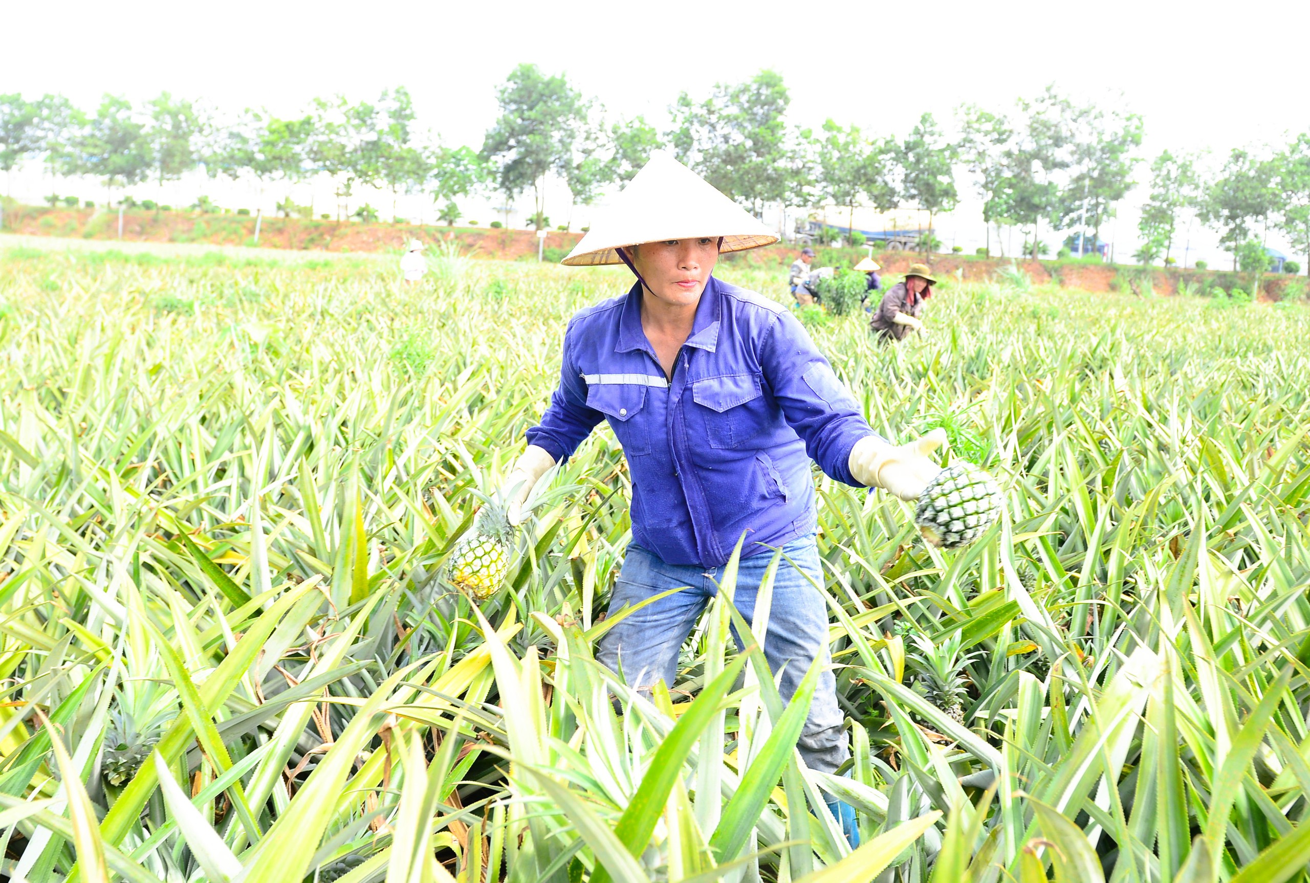 Nông dân mưu sinh trên đồng ruộng nắng chang chang - Ảnh 10.