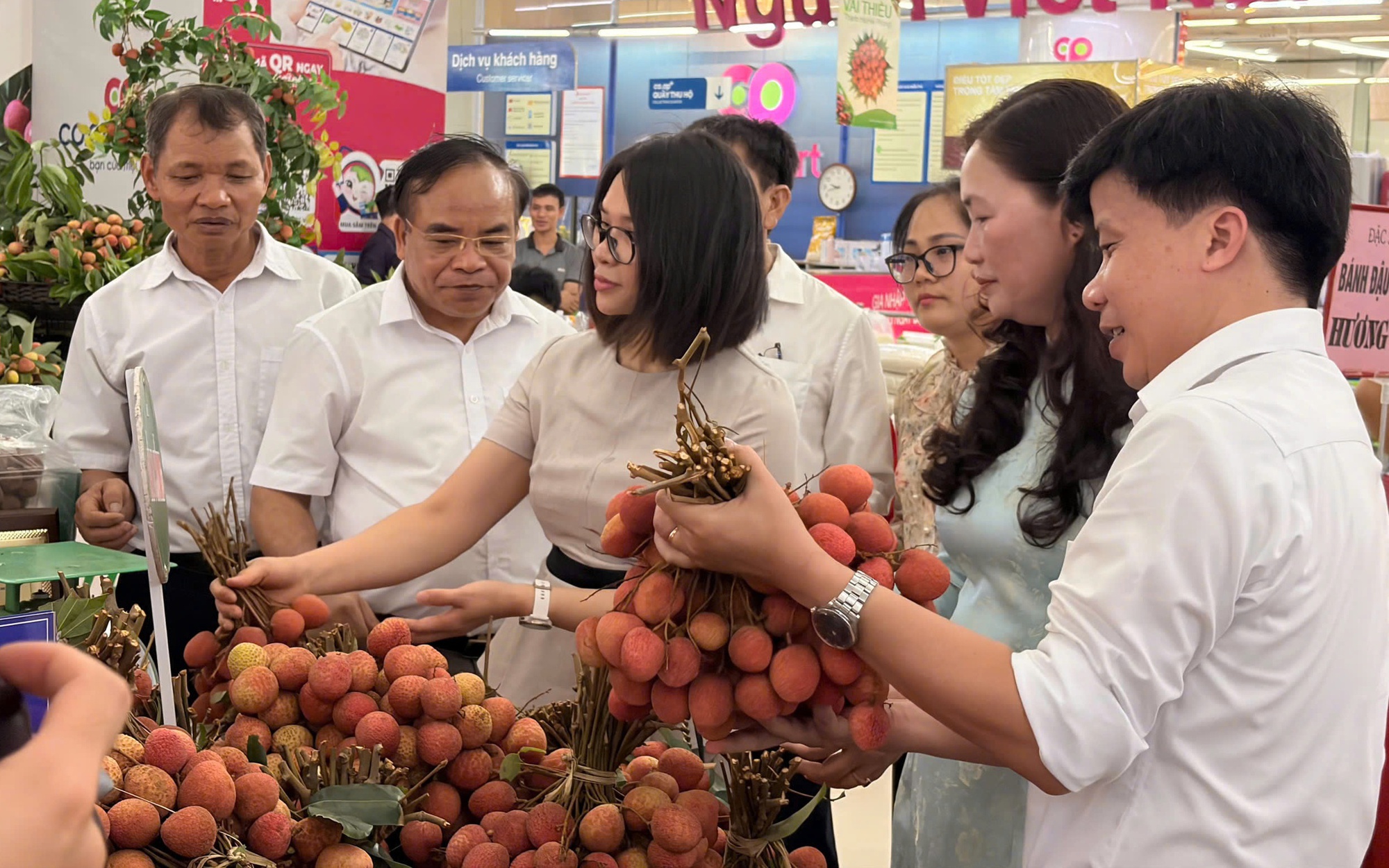 Saigon Co.op đưa 300 tấn vải Thanh Hà vào hệ thống phân phối toàn quốc