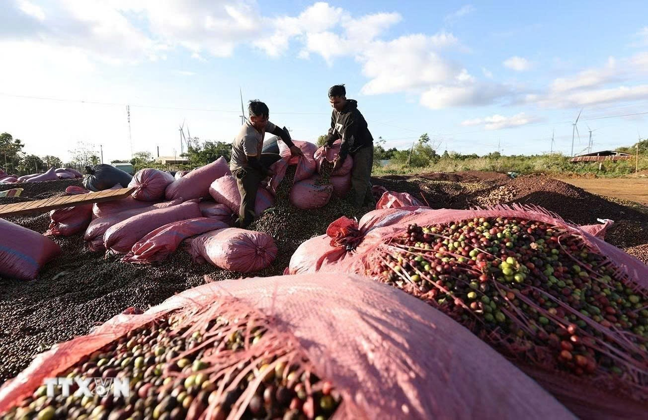Li&ecirc;n kết hay đơn độc: Lựa chọn "sống c&ograve;n" của người trồng c&agrave; ph&ecirc; Việt - Ảnh 1.