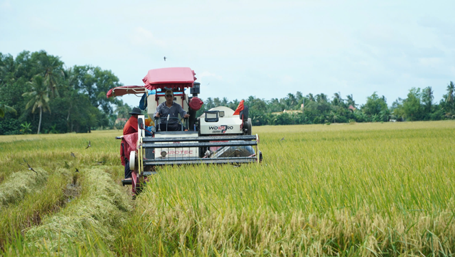 Bảo tồn, tôn vinh văn minh lúa nước - Ảnh 1.