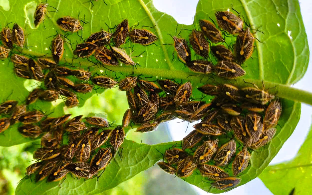 6 người ở Thanh Hóa nhập viện nghi do ăn bọ xít