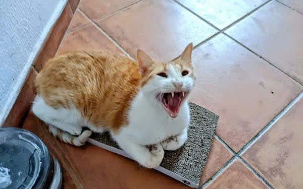 Cháu bé 5 tuổi tử vong nghi do mắc bệnh dại