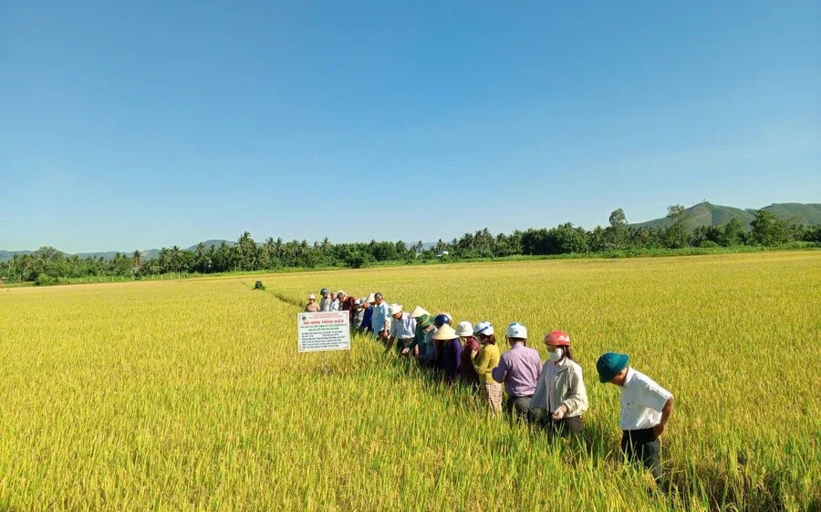 Nhóm người "bảo kê" máy gặt lúa gây bức xúc ở Gia Lai