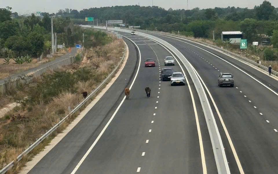 Xuất hiện bò, dê và người đi bộ vào tuyến cao tốc Biên Hòa - Vũng Tàu