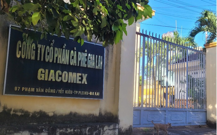 Một doanh nghiệp cà phê ở Gia Lai bị đề nghị điều tra