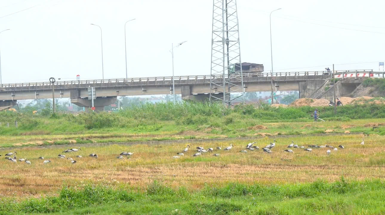 Hàng trăm cò nhạn quý hiếm bất ngờ phủ kín cánh đồng ở Quảng Trị - Ảnh 5.