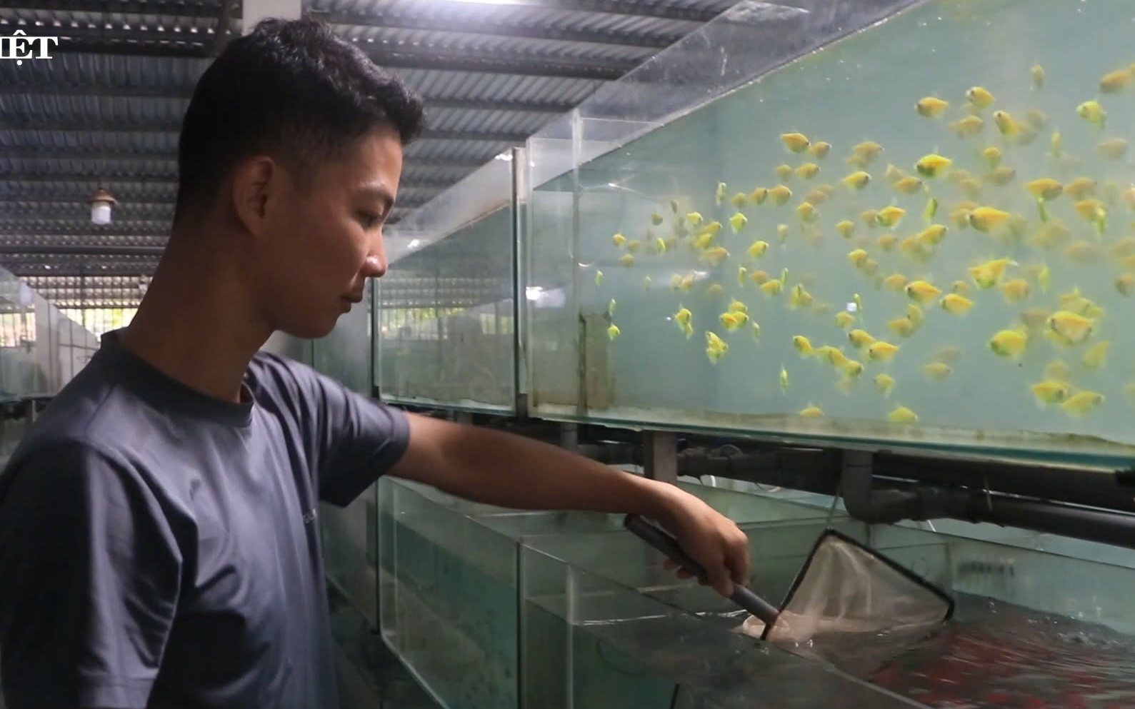 Từ thú chơi thành ngành xuất khẩu