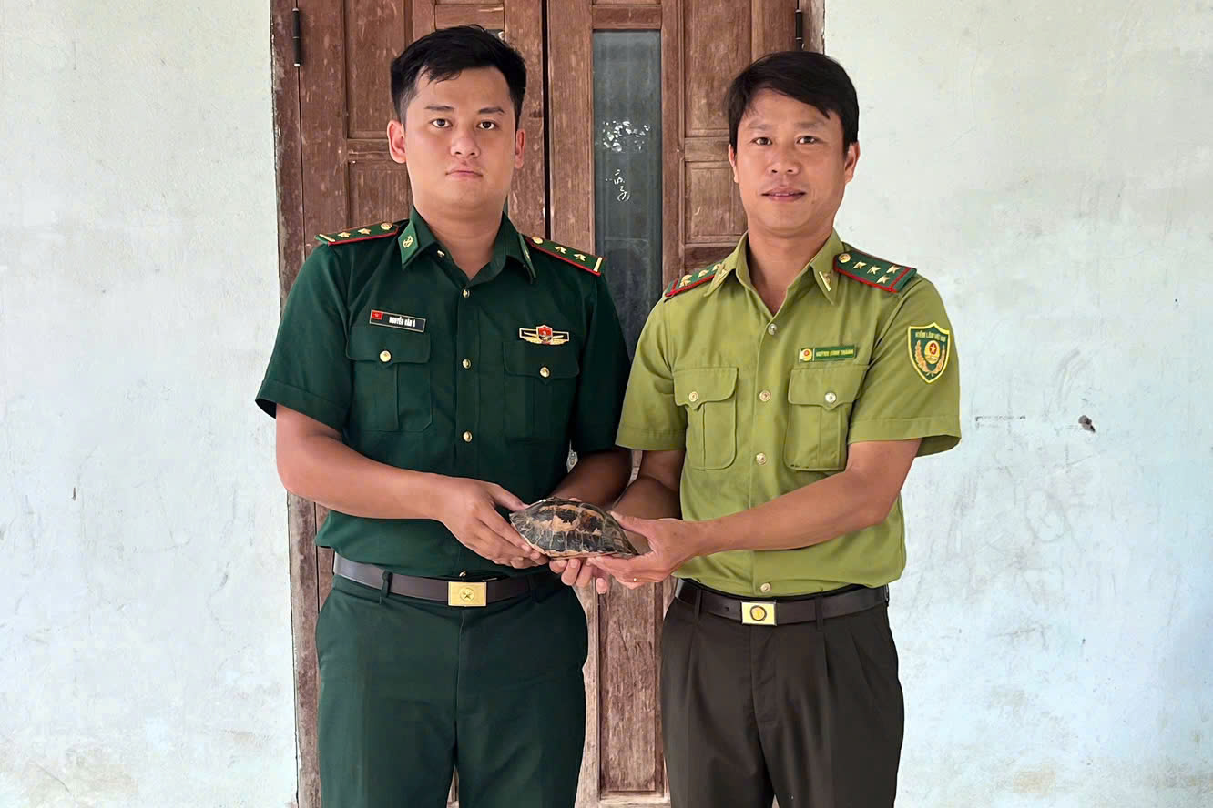 Người d&acirc;n giao nộp động vật cực kỳ nguy cấp Tại TP Huế , r&ugrave;a hộp tr&aacute;n v&agrave;ng được cứu - Ảnh 1.