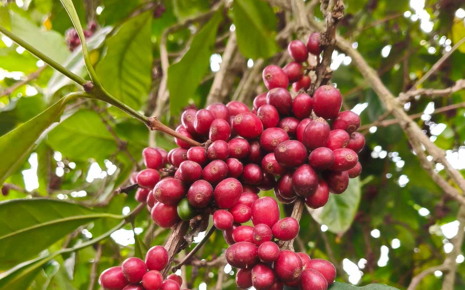 Giá cà phê hôm nay 10-6: Đồng loạt giảm, doanh nghiệp vẫn dè chừng