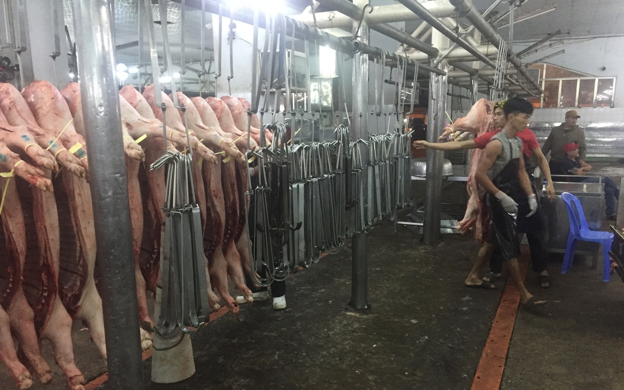 Giá heo hơi hôm nay, 12-6: Giảm liên tục ở chợ đầu mối