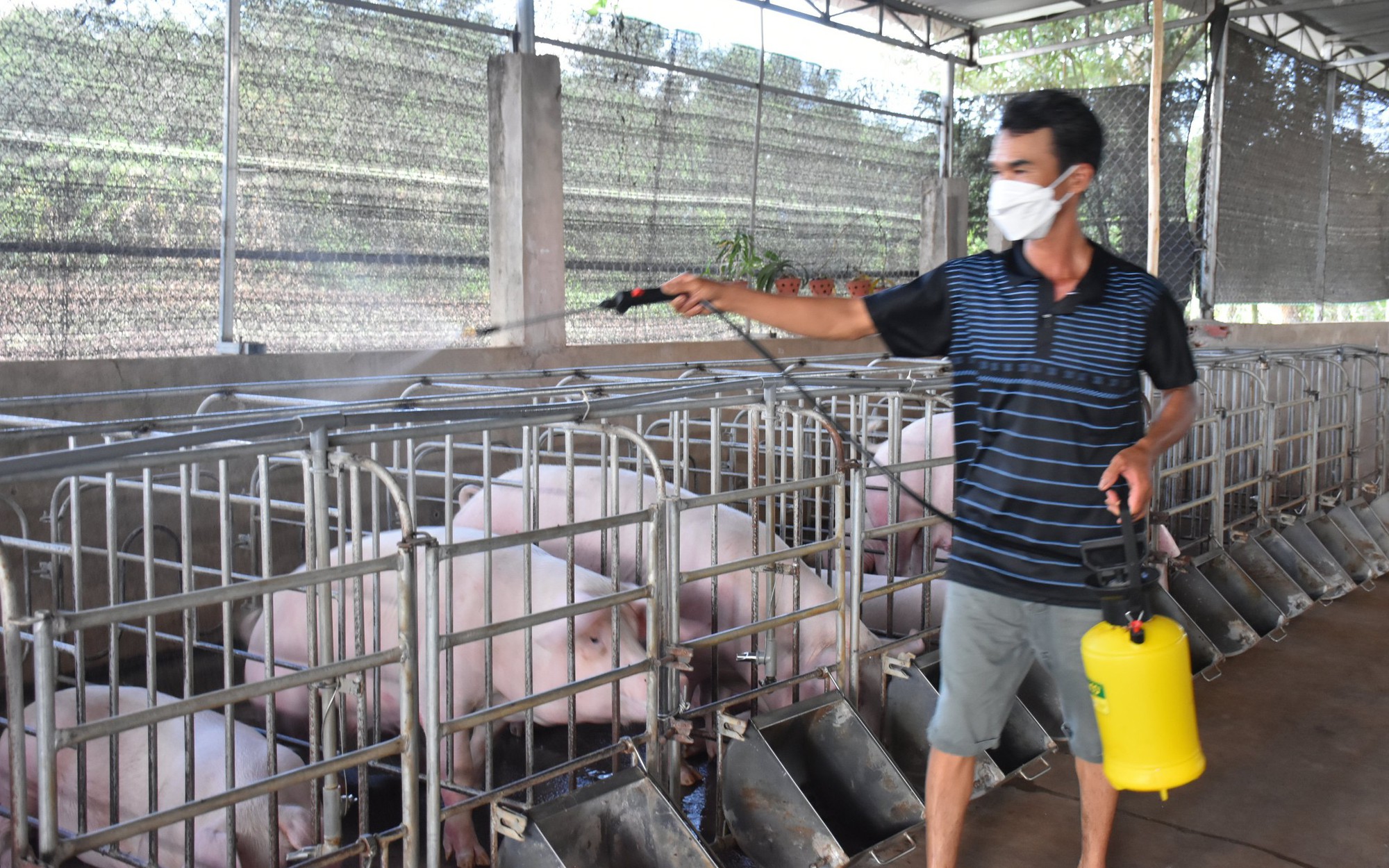 Lá chắn sinh học bảo vệ đàn heo trước dịch bệnh