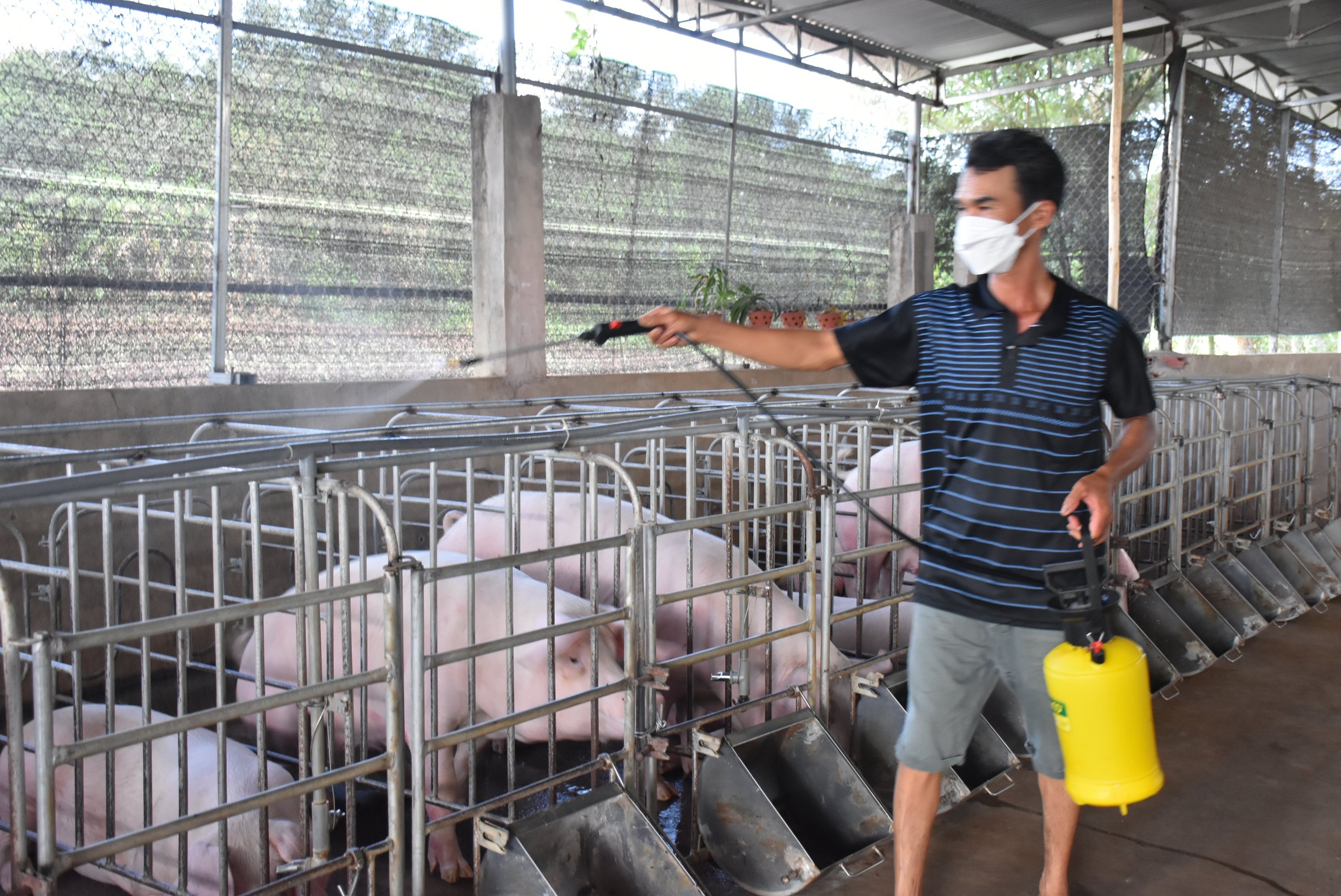 L&aacute; chắn sinh học bảo vệ đ&agrave;n heo trước dịch bệnh - Ảnh 2.