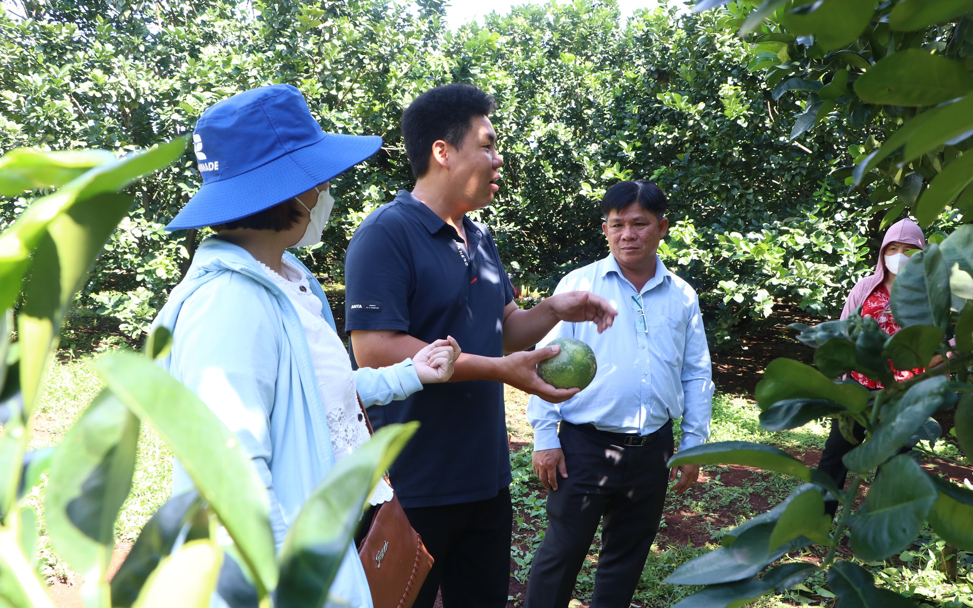 Cây bưởi da xanh của người nông dân Sông Xoài 