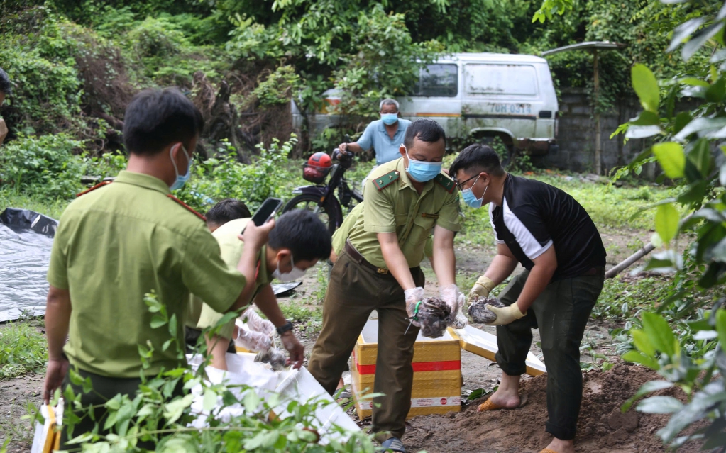 Tây Ninh tiêu hủy 127 kg thằn lằn núi Bà Đen vận chuyển trái phép