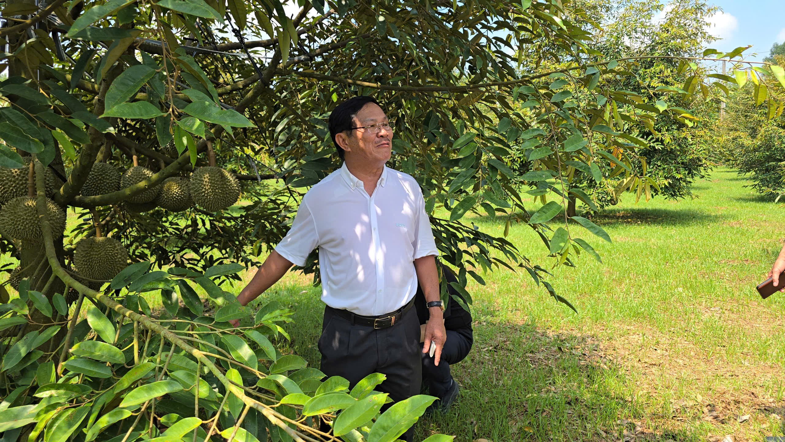 Cận cảnh vườn sầu riêng Black Thorn siêu đắt ở TP HCM năm 2026 - Ảnh 4.