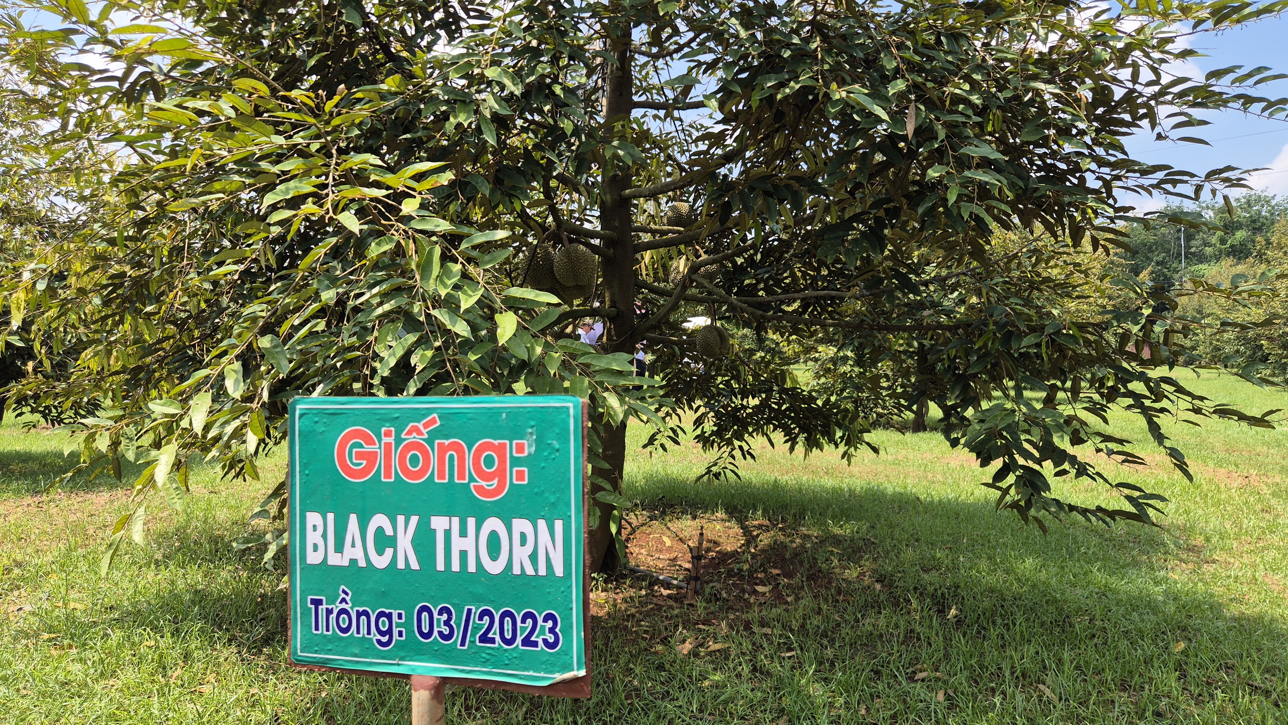 Cận cảnh vườn sầu riêng Black Thorn siêu đắt ở TP HCM năm 2026 - Ảnh 6.