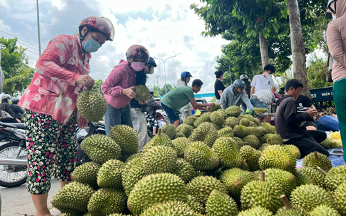 Siết chặt quản lý chất lượng sầu riêng