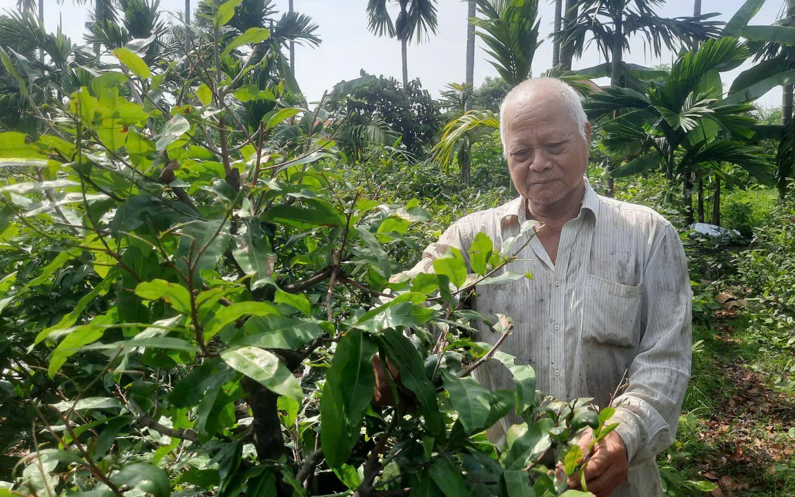 "Lá phổi xanh" giữa lòng phố thị