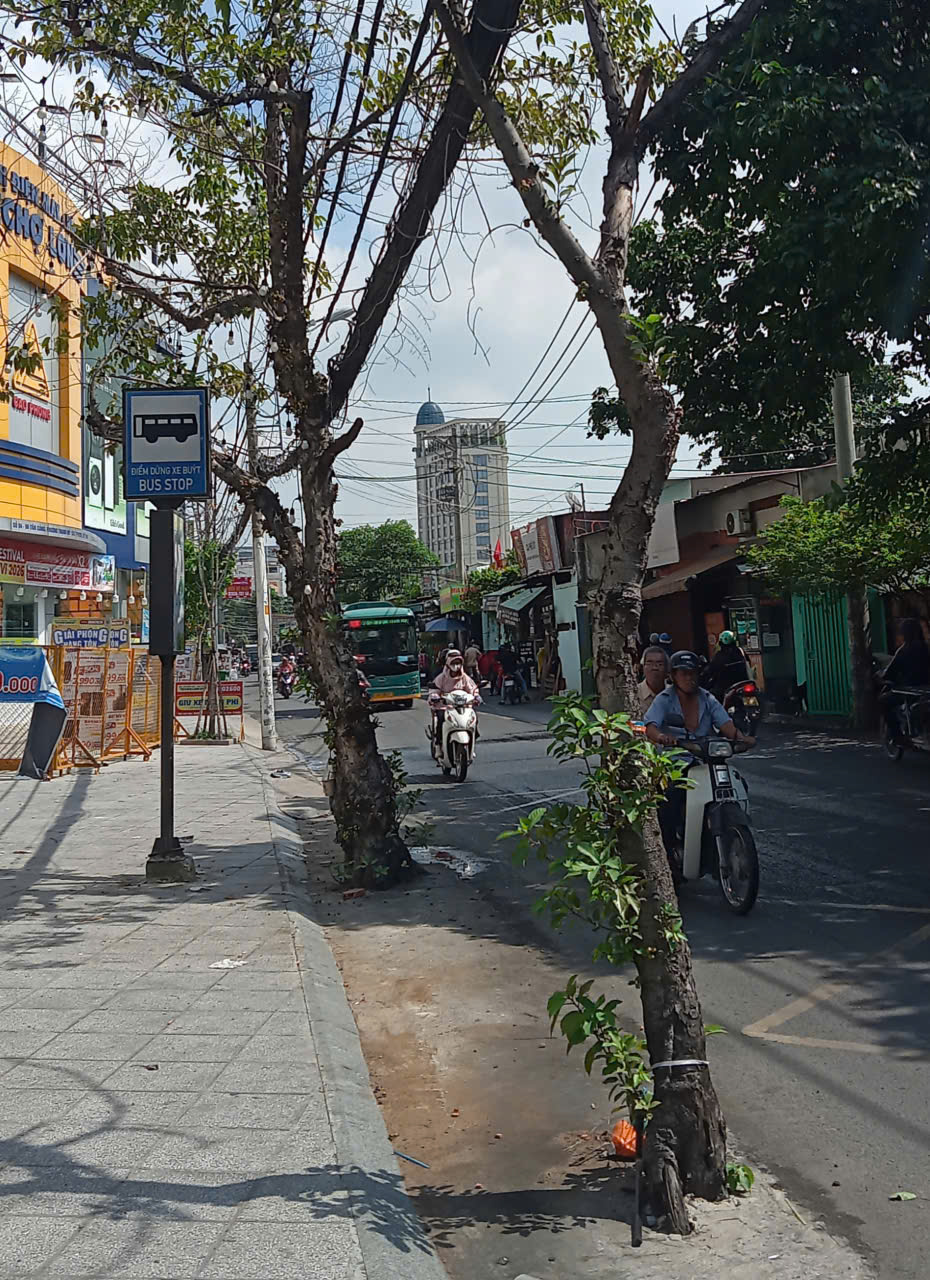Mối nguy từ cây xanh - Ảnh 1.