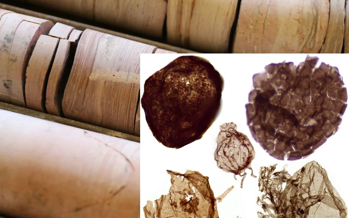 Đào mỏ, loạt sinh vật từ thế giới 1,7 tỉ năm trước lộ diện