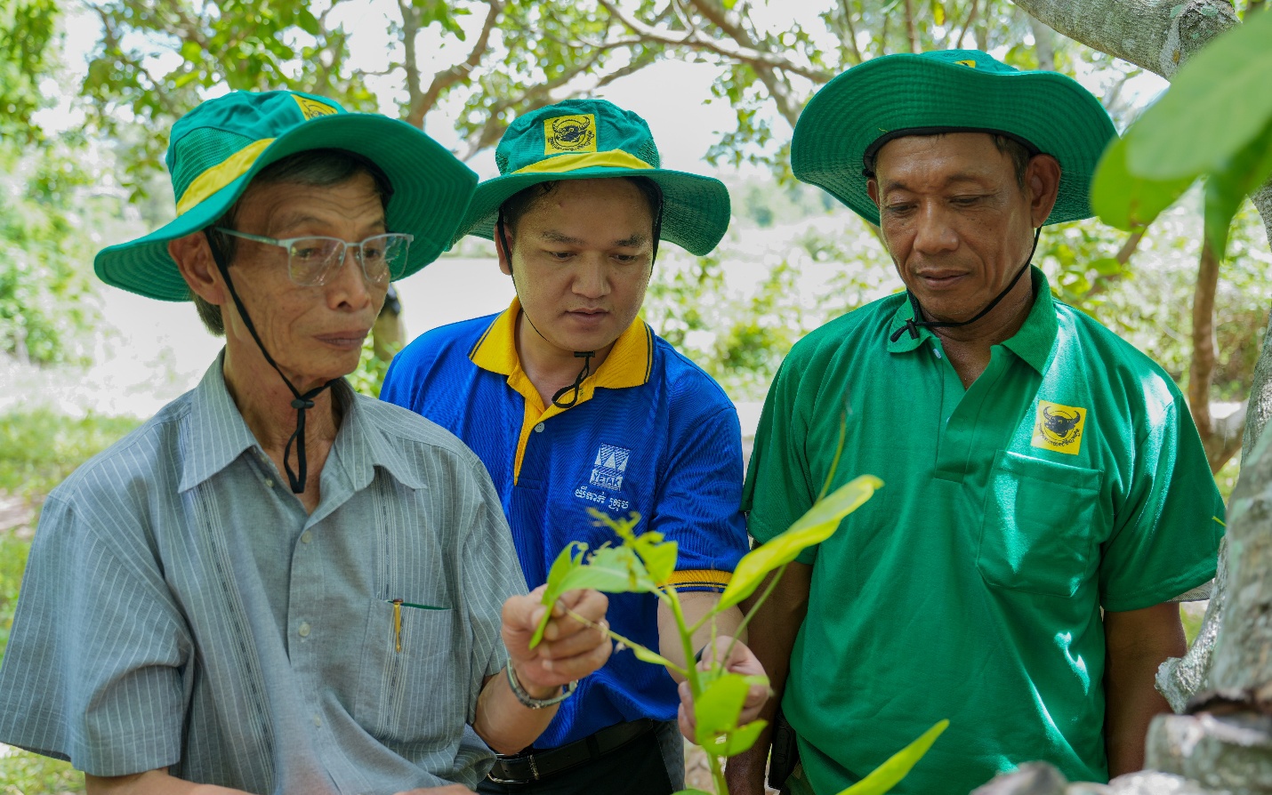 Mang giải pháp dinh dưỡng khoa học cho Điều Campuchia: Hành trình kiến tạo mùa vàng thịnh vượng