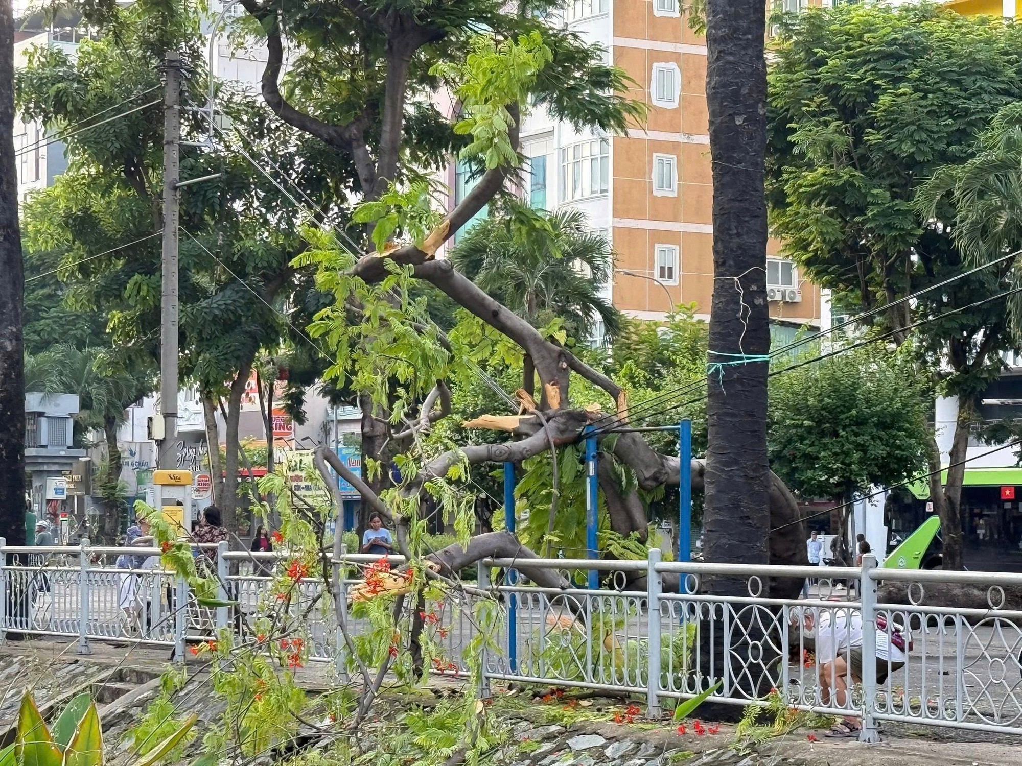 Cây phượng bật gốc ngã trong công viên ở trung tâm TPHCM - Ảnh 3.