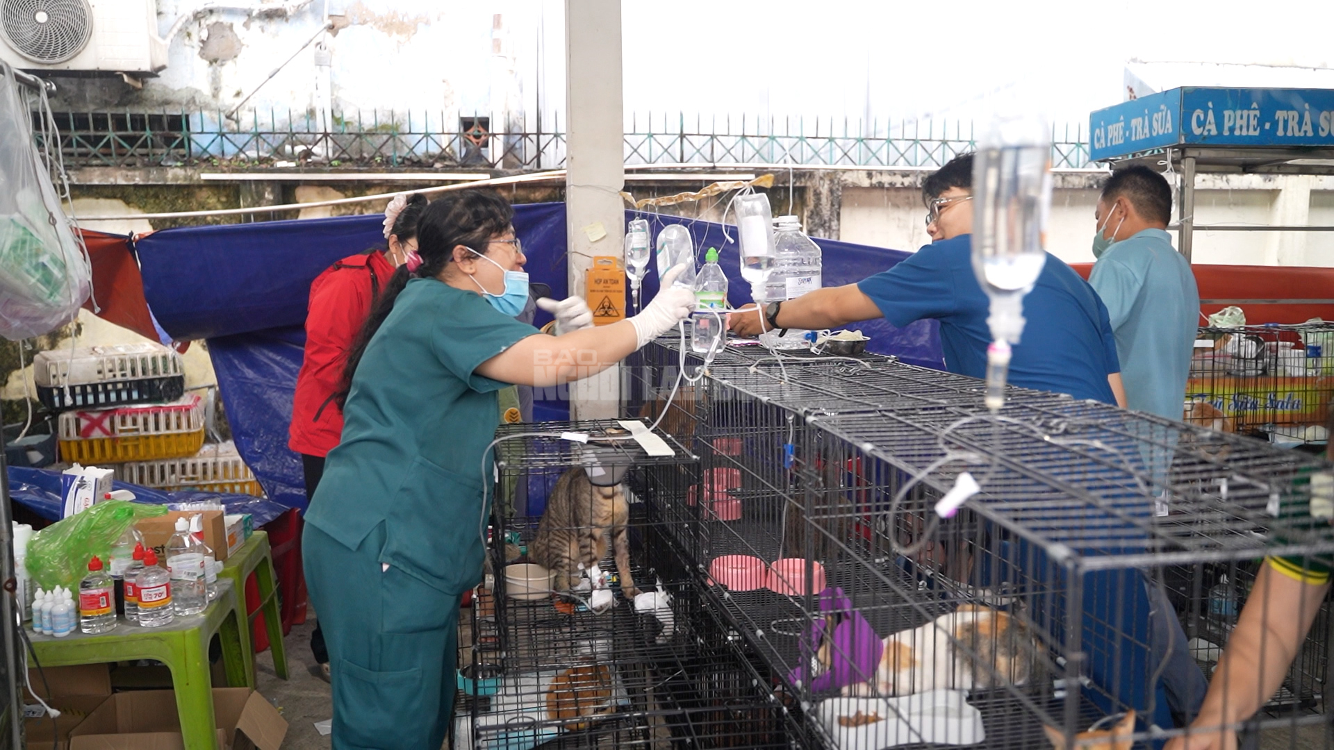 VIDEO: Công an TPHCM "lập bệnh viện dã chiến" đặc biệt cứu sống hơn 400 bé mèo - Ảnh 20.