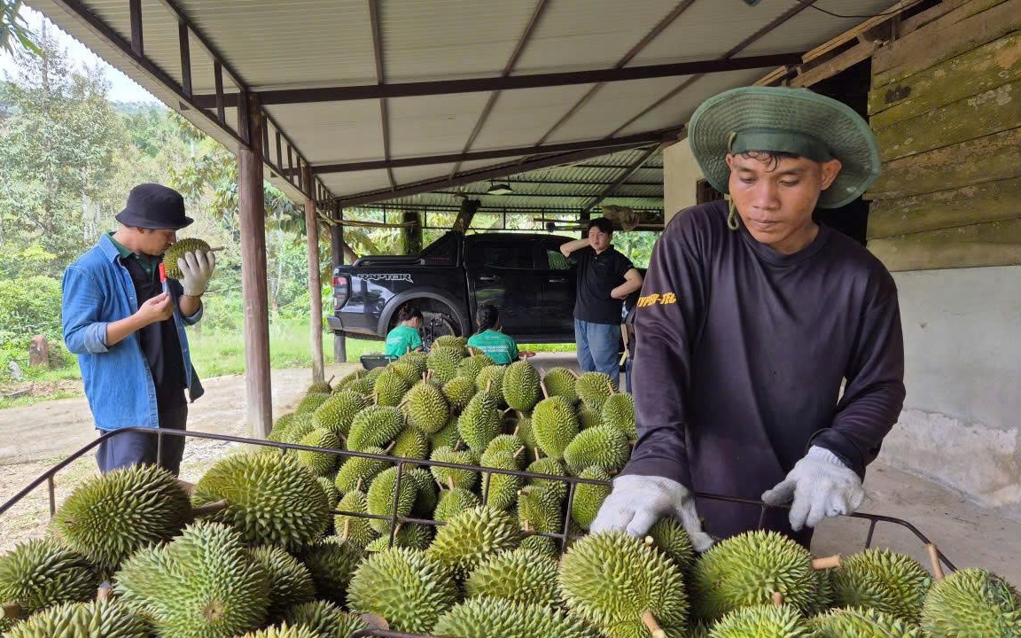 Ngành sầu riêng cần chuyên nghiệp hơn