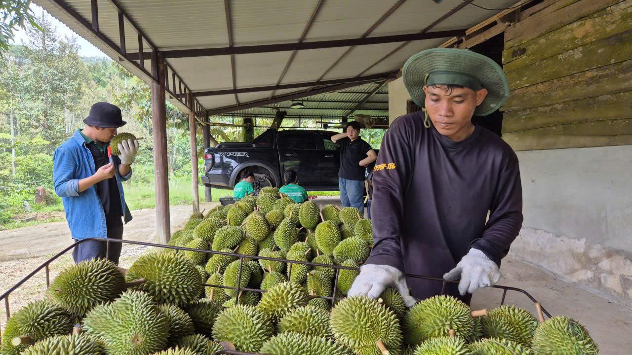 Ngành sầu riêng Việt Nam cần chuyên nghiệp hơn để phát triển bền vững năm 2026 - Ảnh 2.