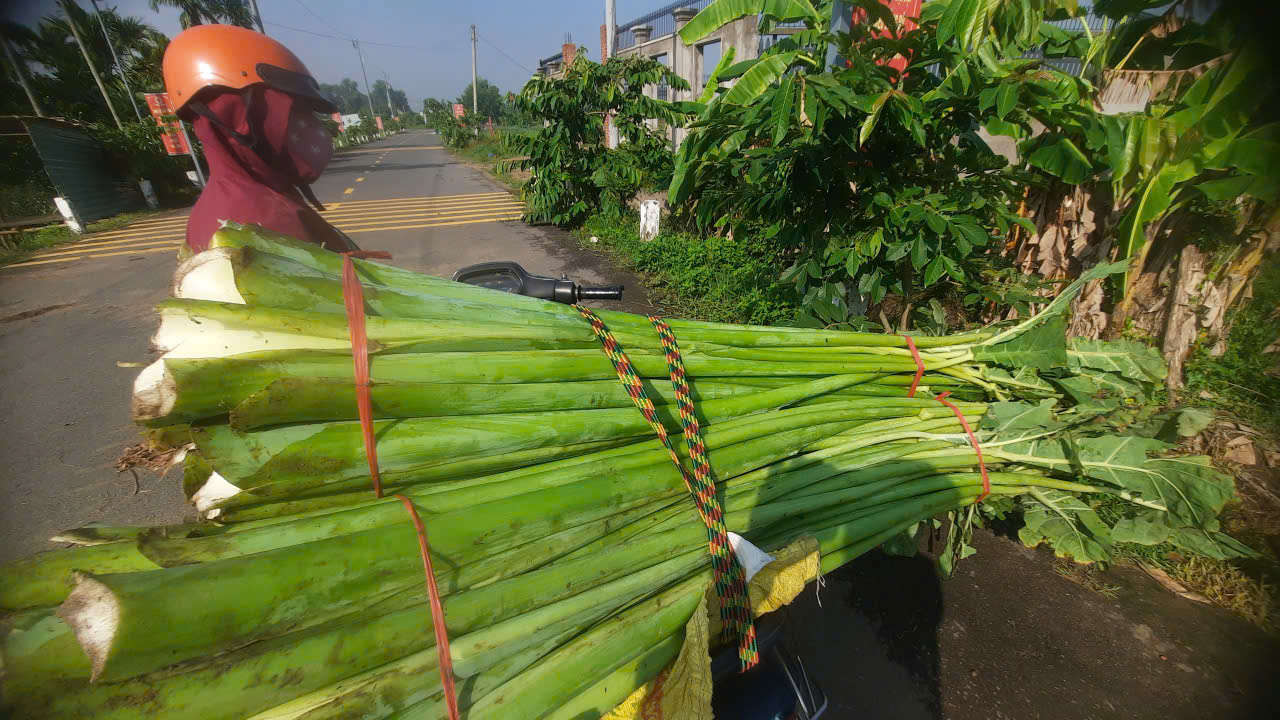 Xanh mướt cù lao Rùa - Ảnh 4.