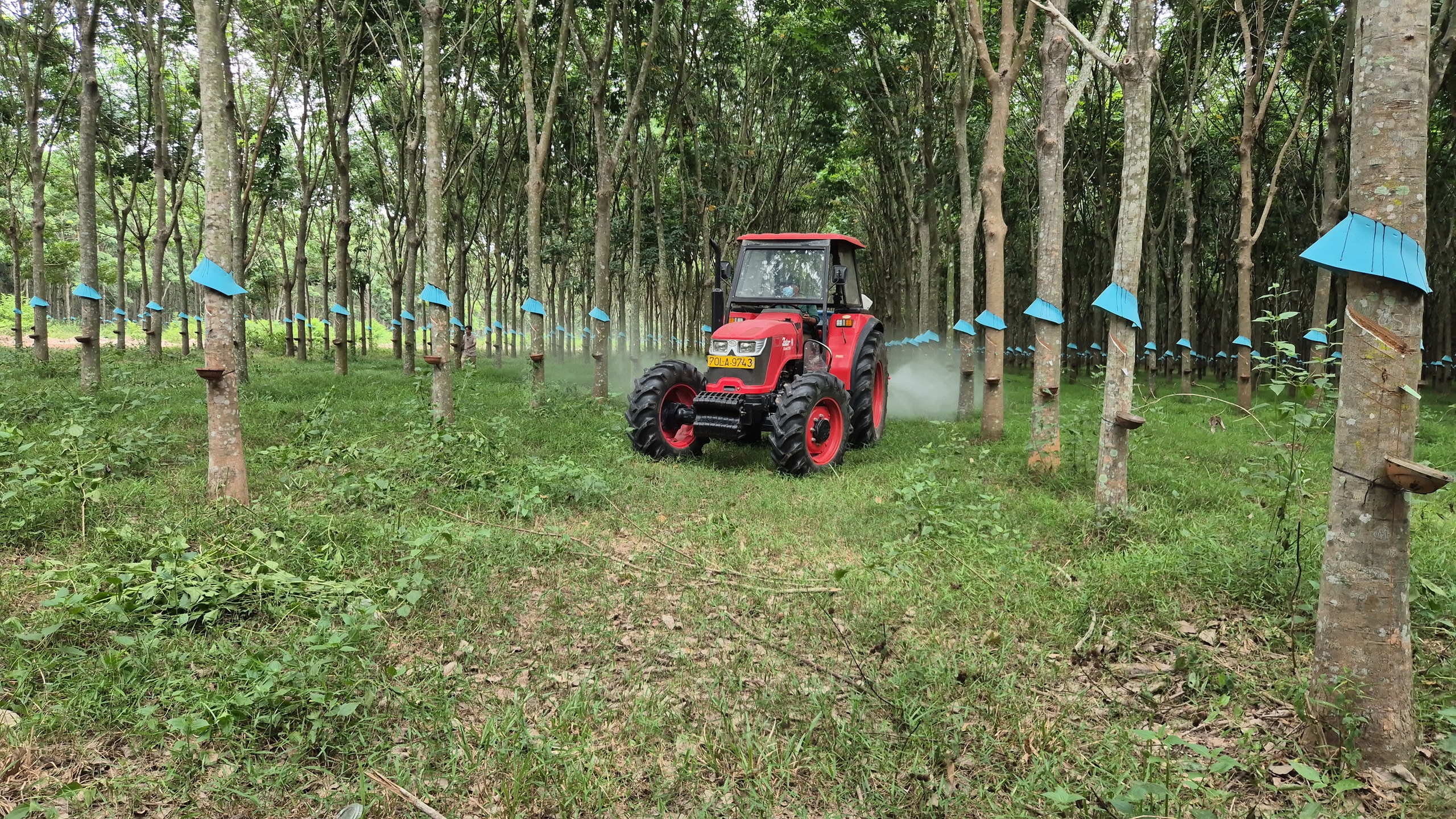 Dự b&aacute;o gi&aacute; cao su năm 2030 c&oacute; thể đạt 3 . 300 USD / tấn Theo VRG - Ảnh 3.