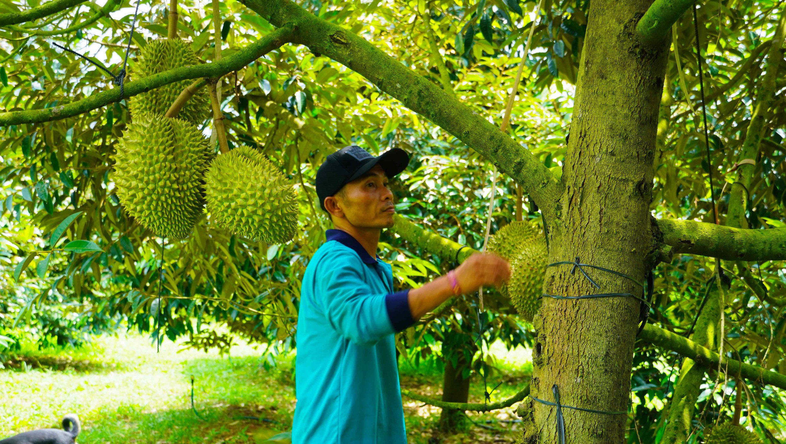 Sầu ri&ecirc;ng TPHCM: Đi đường d&agrave;i bằng chất lượng - Ảnh 2.