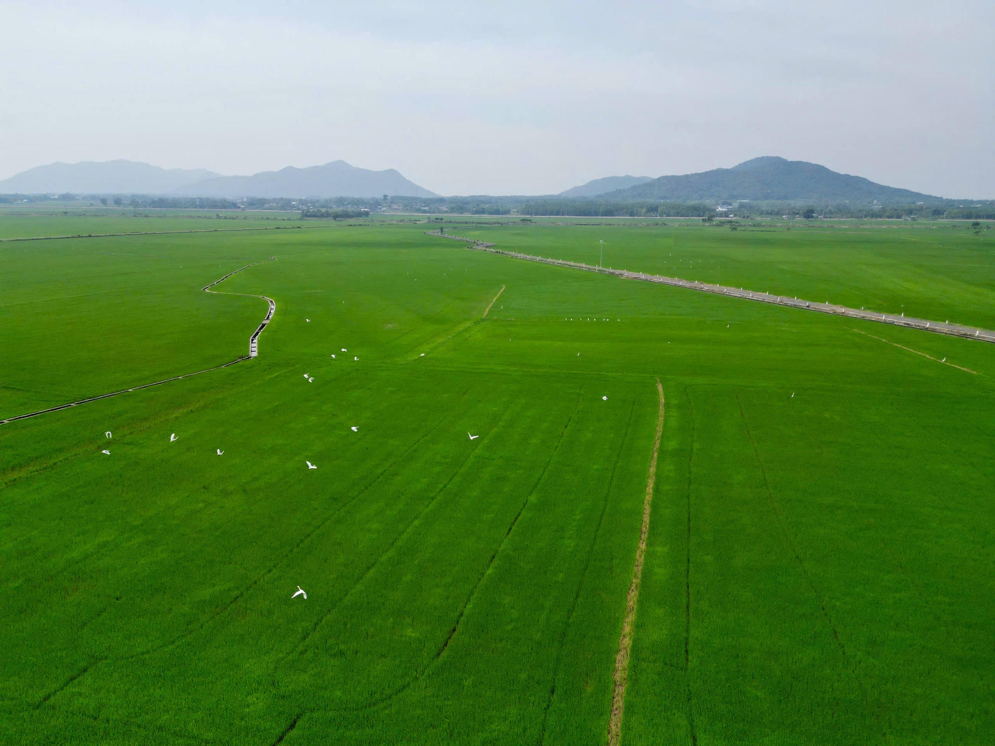 Drone xuống đồng, nông dân nhàn hơn - Ảnh 2.