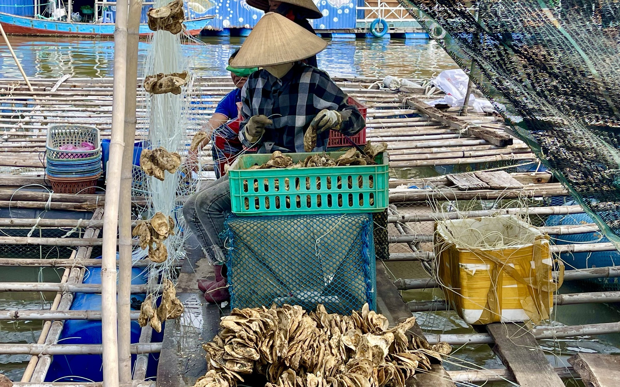 Hàu Thái Bình Dương mở lối "nuôi biển" bền vững