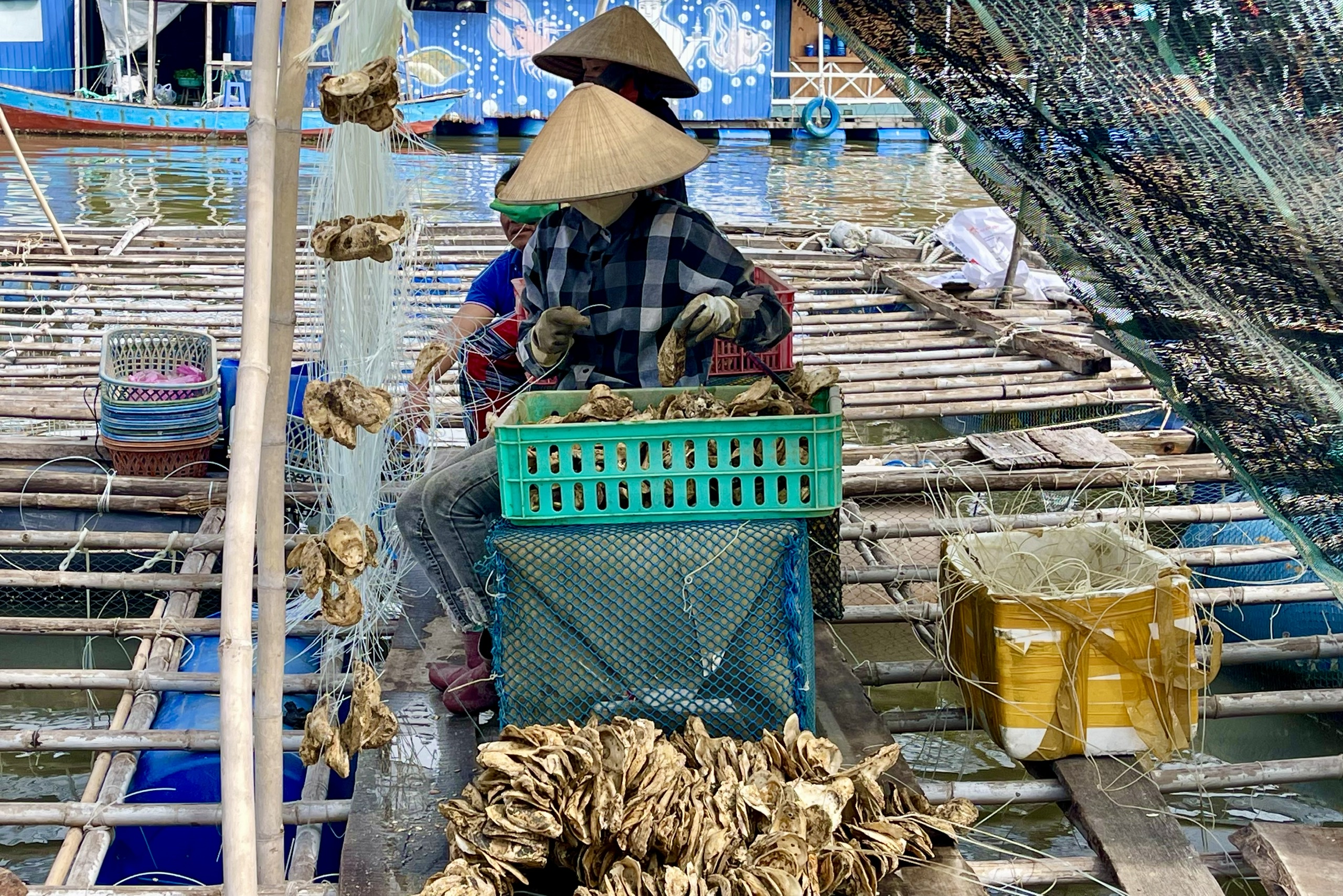 Hàu Thái Bình Dương mở lối "nuôi biển" bền vững - Ảnh 2.