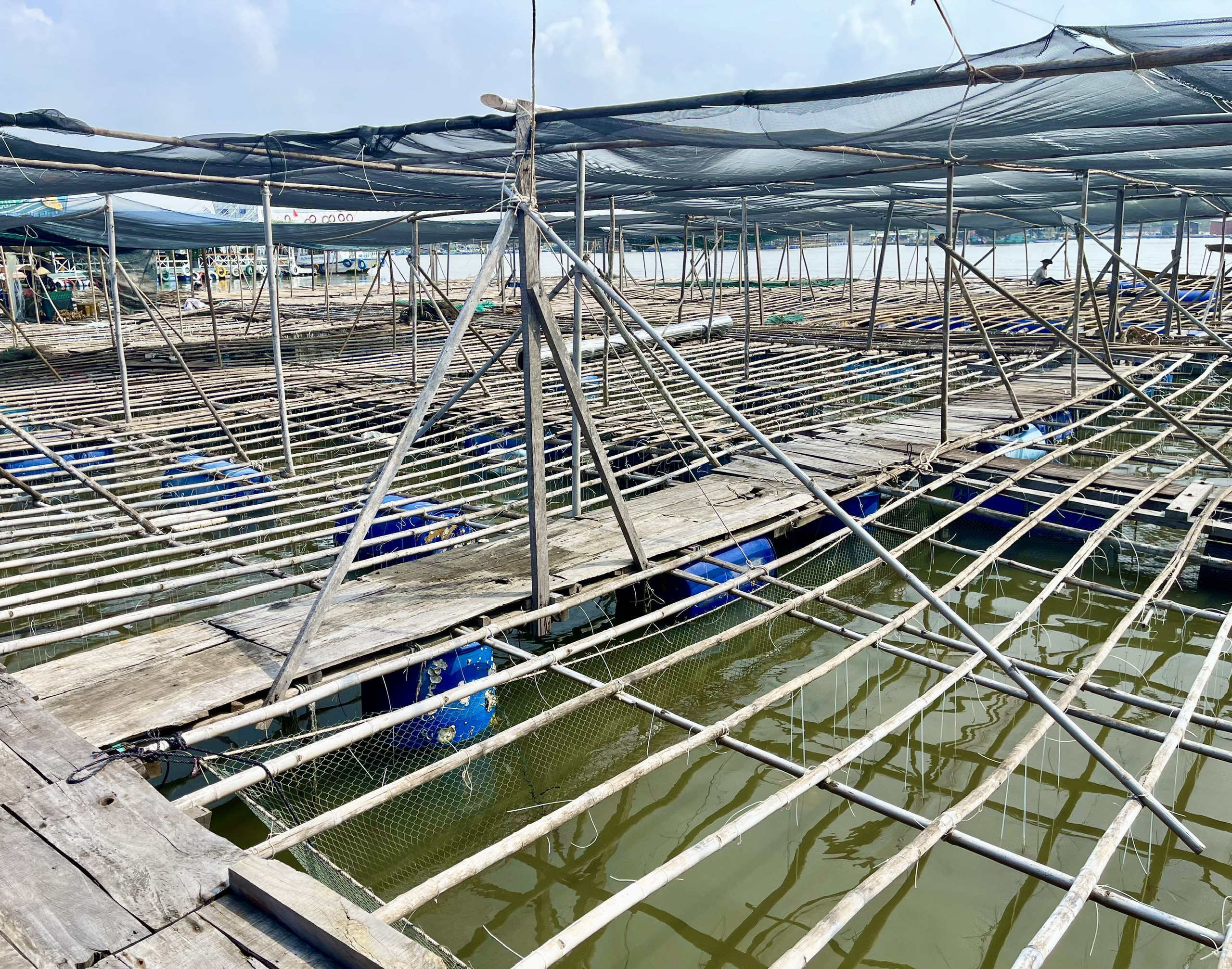 Hàu Thái Bình Dương mở lối "nuôi biển" bền vững - Ảnh 1.