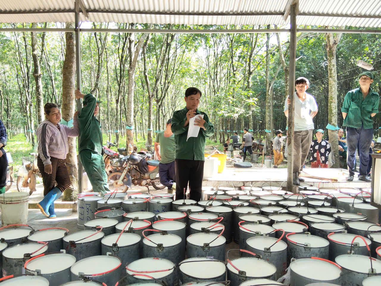Từ vườn cao su đến bằng khen của Thủ tướng - Ảnh 1.