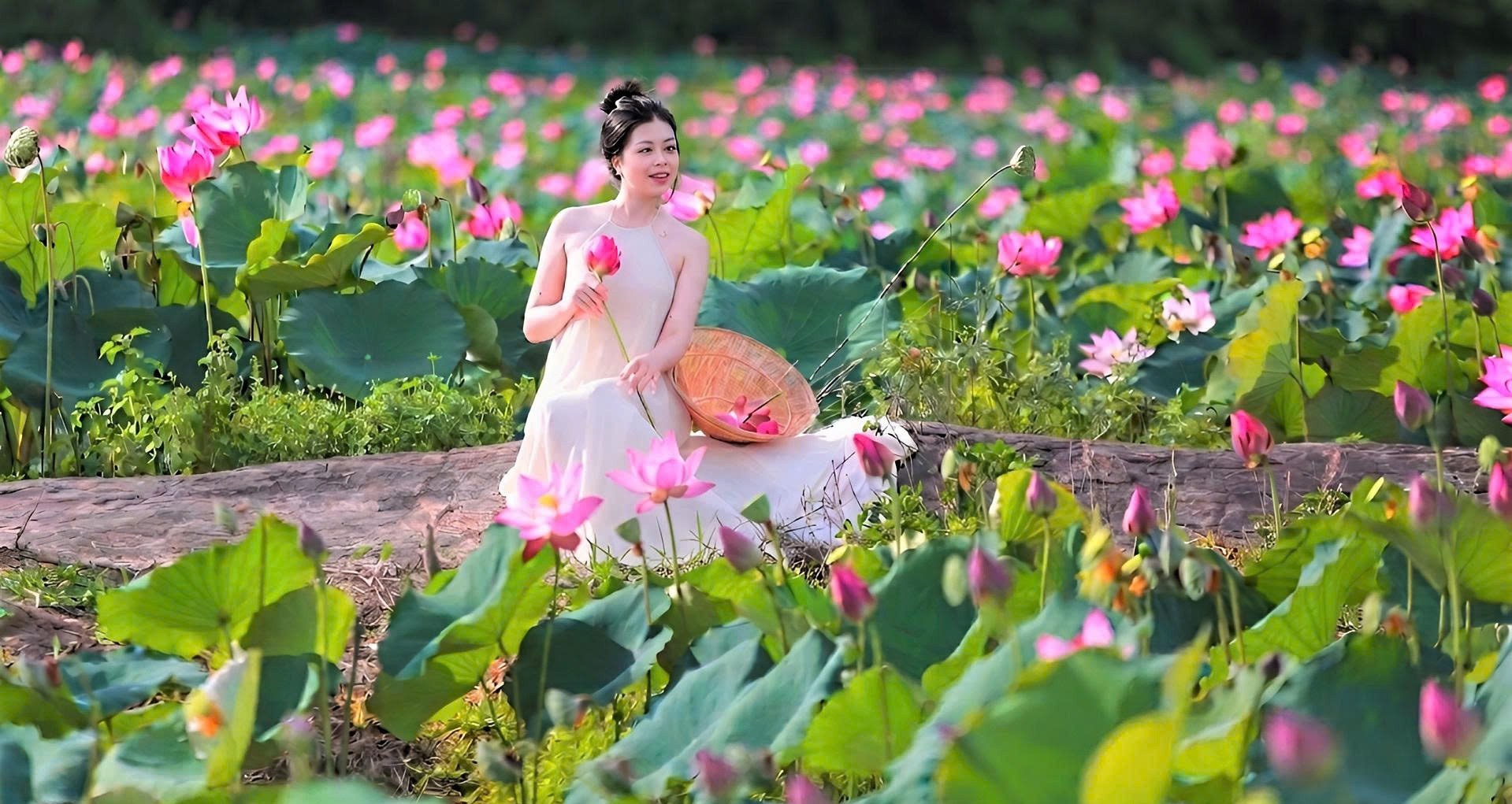 Đẹp ngỡ ngàng đồng hoa sen lớn nhất Đà Nẵng, du khách thích thú đến check-in